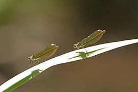 dragonflies by pierre munch