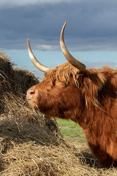 zäher schottischer Highlander von M. B. fotografie