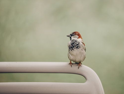 Sparrow on chair