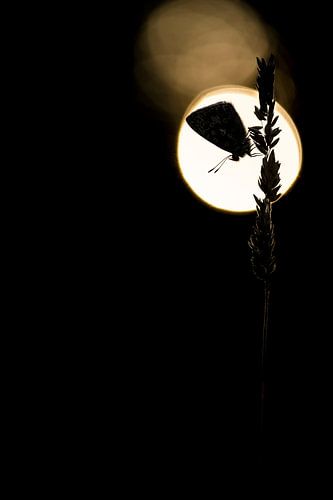 A silhouette of a butterfly