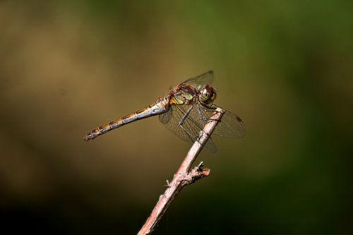 Heidelibel à robe brune