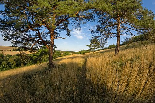 biesberg in de Eifel