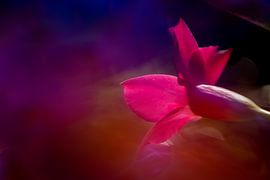 FlowerPower von Marjoleine Knappers