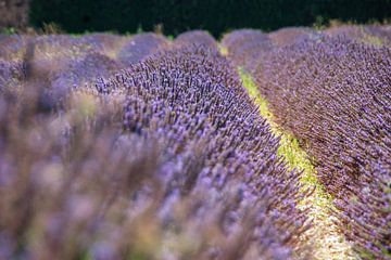Lavendelvelden in Frankrijk van Nel Wierenga