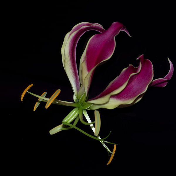 The Gloriosa Superba by Foto Studio Labie