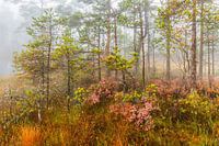 Autumn in the moorland forest