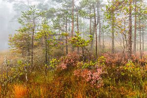 Herbst im Moorwald