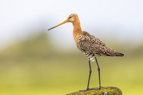 Uferschnepfe auf einem Pfahl