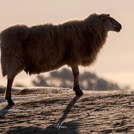 mouton noir et blanc sur Henri van Rheenen