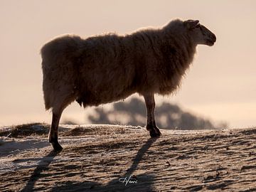 zwart/wit schaap van Henri van Rheenen