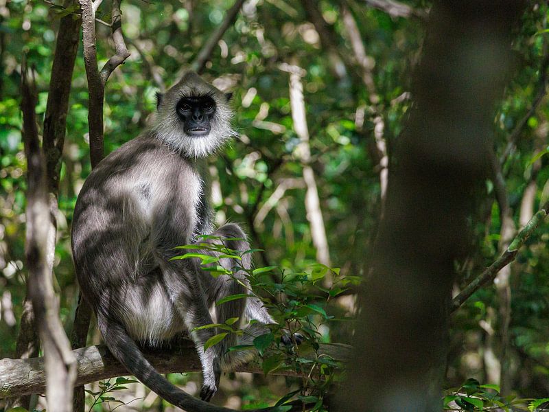 Sri Lanka; Insel der Wunder von Patrick Fotografeert