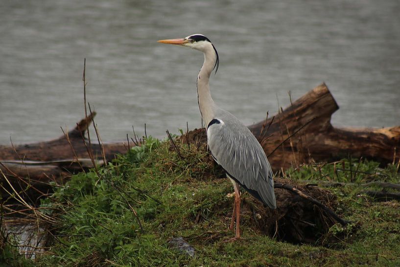 Blue Heron by John Kerkhofs