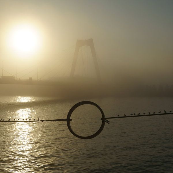 Willemsbrug, Rotterdam by Michel van Kooten