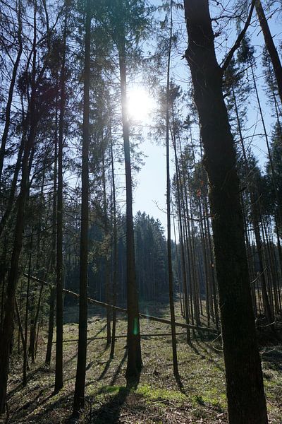 The forest by Josef Rast Fotografie