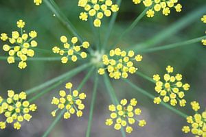 Yellow Stars