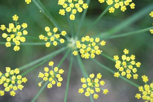 Yellow Stars