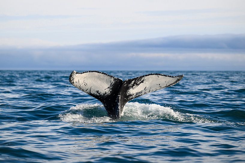 Queue de baleine par Liefs van Peet