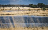 Kampinase Heide und Moor von Ronne Vinkx Miniaturansicht