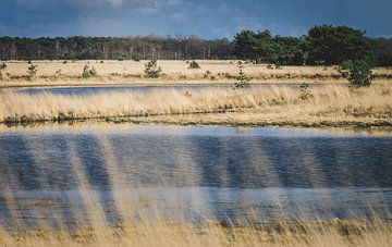 Lande et tourbière de Kampinase sur Ronne Vinkx