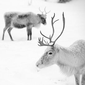 Rendieren in fins Lapland van Menno Boermans