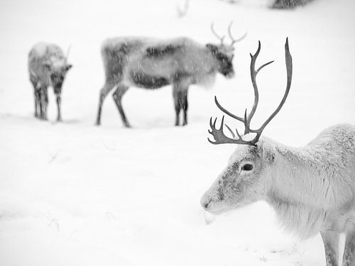 Rentiere in Finnisch-Lappland von Menno Boermans