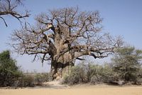 Baobab
