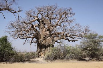 Baobab sur Petervanderlecq