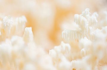 Zeldzame paddenstoel van Danny Slijfer Natuurfotografie