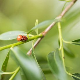 Ladybird in spring by lichtfuchs.fotografie