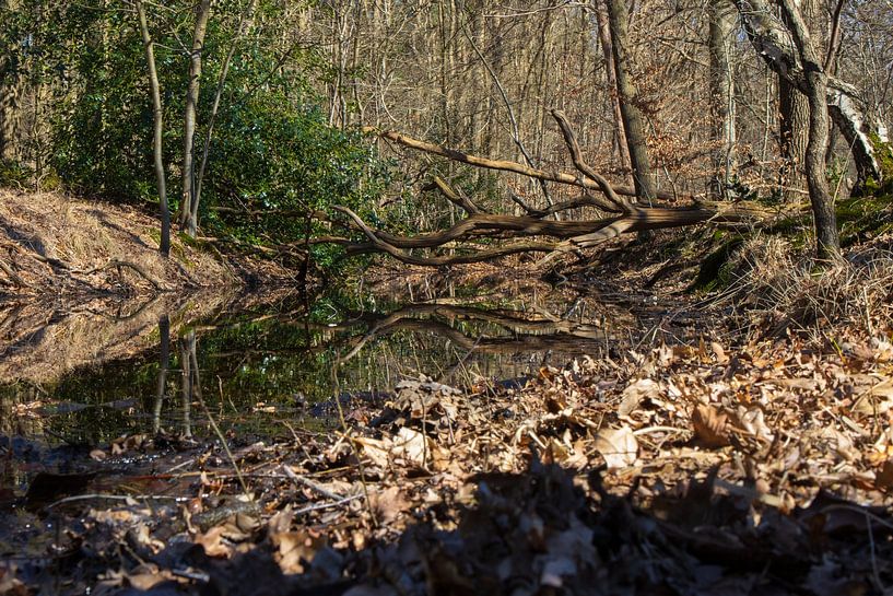 Fallen tree above the water by Marco Leeggangers