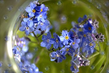 Sparkling  forget Me Not by Christine Nöhmeier