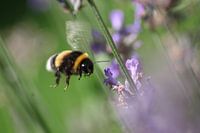 Hummel im Flug...