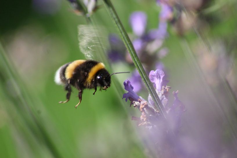 Bumblebee in flight... by Isabel Zuidema