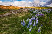 Lupines in Iceland