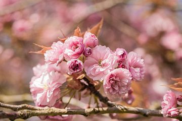 bloemetjes van lichtroze bloesem aan tak van een bloesemboom