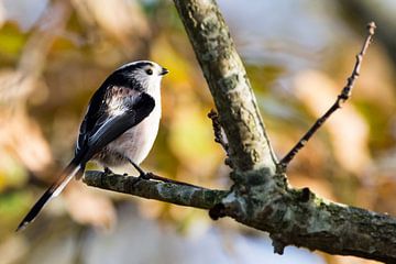 Staartmees in de herfstzon van Robbert De Reus