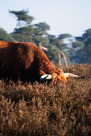 Se reposer dans la Veluwe sur Thuur Kurvers