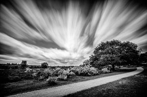 Piste cyclable sinueuse sur la lande du Loosdrechtsebos (Noir et blanc)