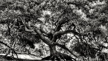 The Tree by Dylan Schulte