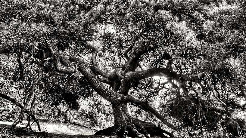 L'arbre par Dylan Schulte