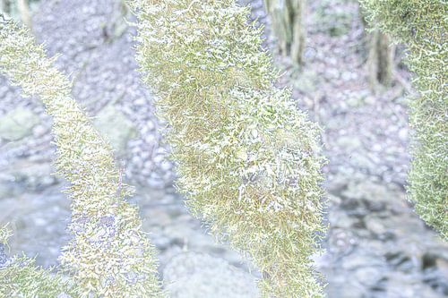Frostige Natur von Hilke Maunder