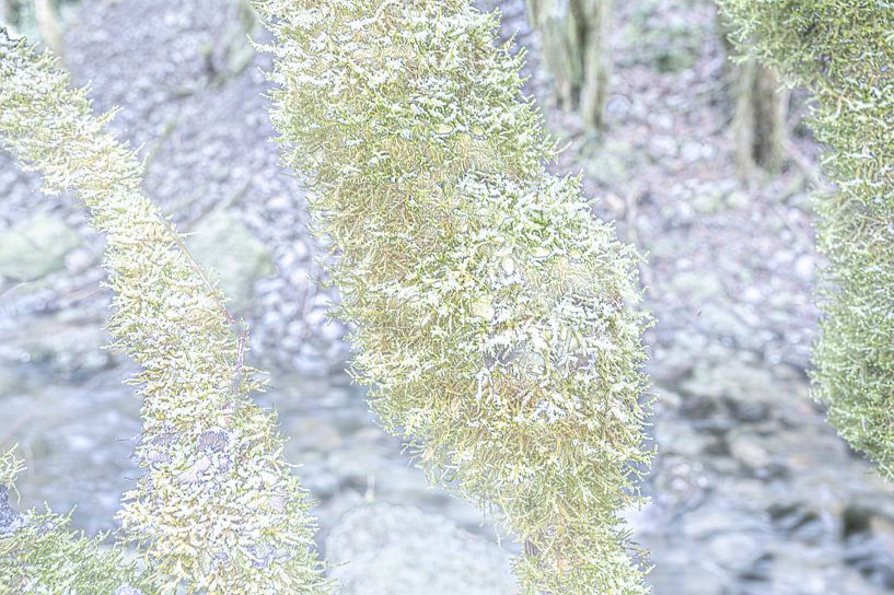Nature glacée par Hilke Maunder