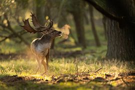 Damhirsch während der Brunftzeit von Andius Teijgeler