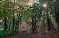 Mystiek bos in de herfst