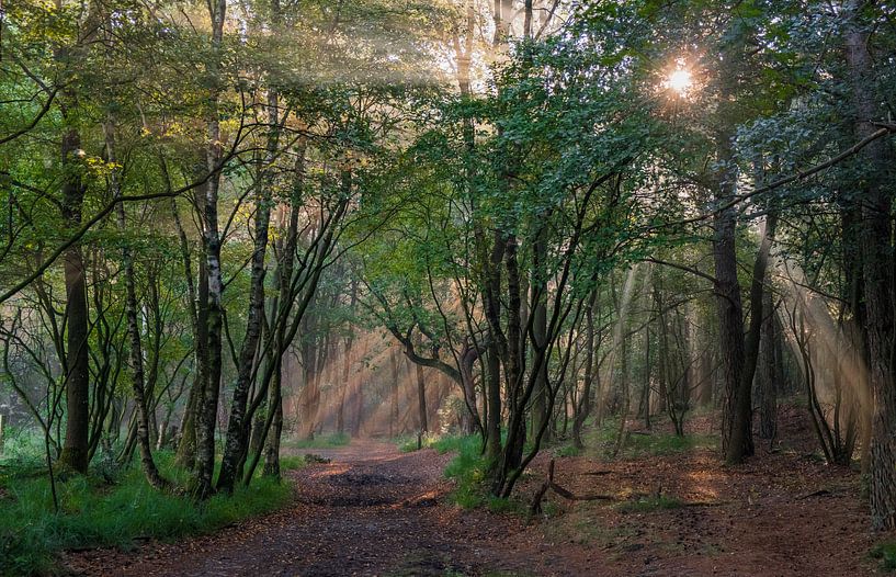 Mystiek bos in de herfst van Margreet Piek