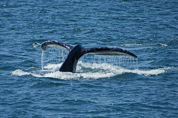 Humpback Whale taking a deep dive van Jeroen van Deel