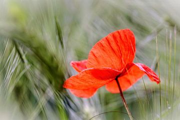 Coquelicot sur Rob Boon