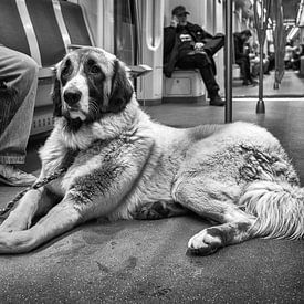 Anatolische herder in metro by Gerard Til /  Dutchstreetphoto