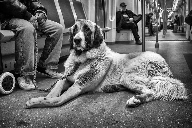 Anatolische herder in metro van Gerard Til /  Dutchstreetphoto