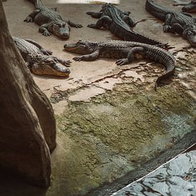 Crocodiles sur Bjorn Brekelmans